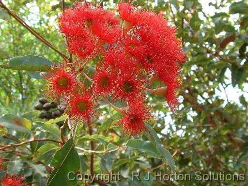 Eucalypt Red 